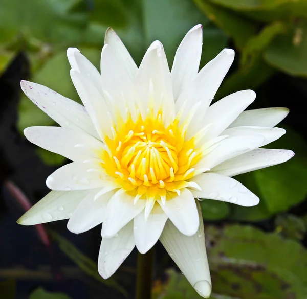 Witte lotusbloem. — Stockfoto