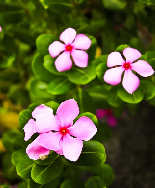 Pink flower in field. — Stock Photo, Image