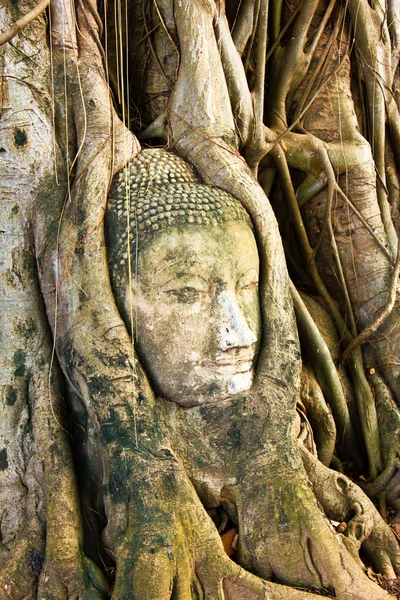 Bir Buda'nın kafasının içinde bir ağaç Tayland — Stok fotoğraf