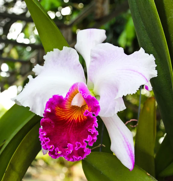 Orquídea bonita — Fotografia de Stock