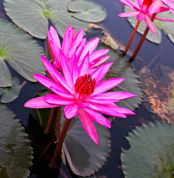 Rosa lotus i sjön — Stockfoto