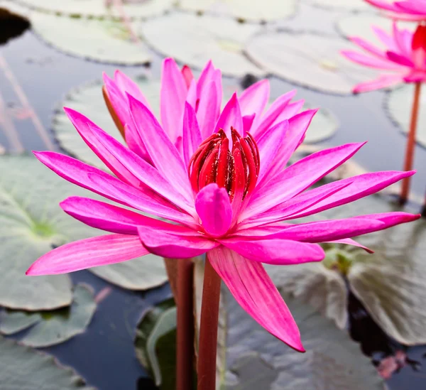 Roze lotus in meer — Stockfoto