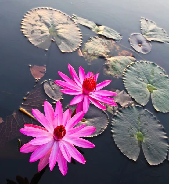 Rosa lotus i sjön — Stockfoto