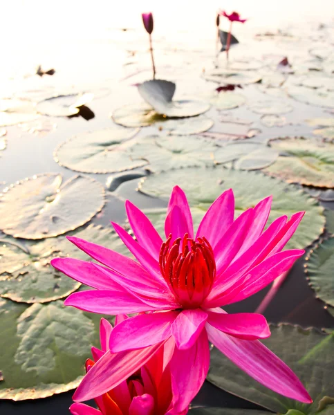 Rosa lotus i sjön — Stockfoto