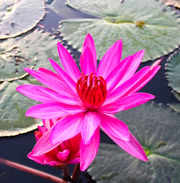 Roze lotus in meer — Stockfoto