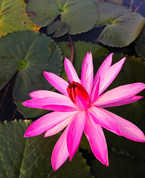 Rosa lotus i sjön — Stockfoto