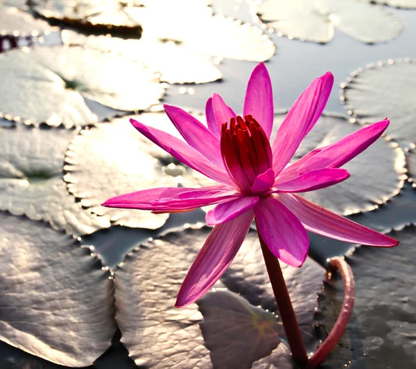 Lotos różowy w świetle poranka — Zdjęcie stockowe