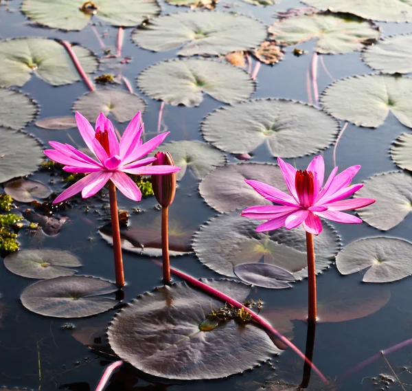 Rosa lotus i sjön — Stockfoto