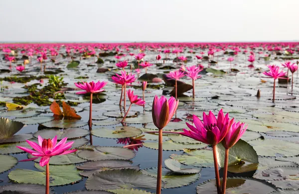 The Lake of water lily, Udonthani, Thailand — Stock Photo, Image