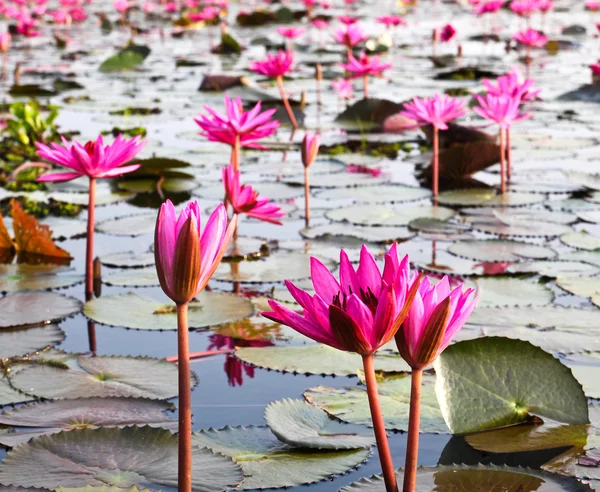 Sjön av näckros, udonthani, thailand — Stockfoto