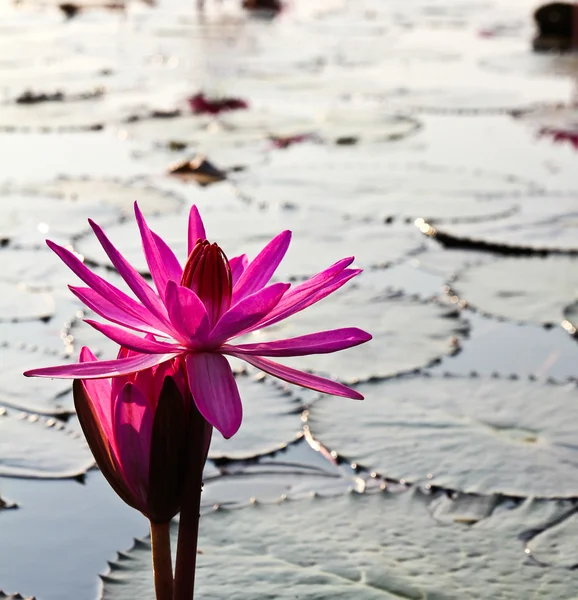 Lotos różowy w świetle poranka — Zdjęcie stockowe