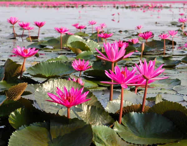 Jeziora nenufar, udonthani, Tajlandia — Zdjęcie stockowe