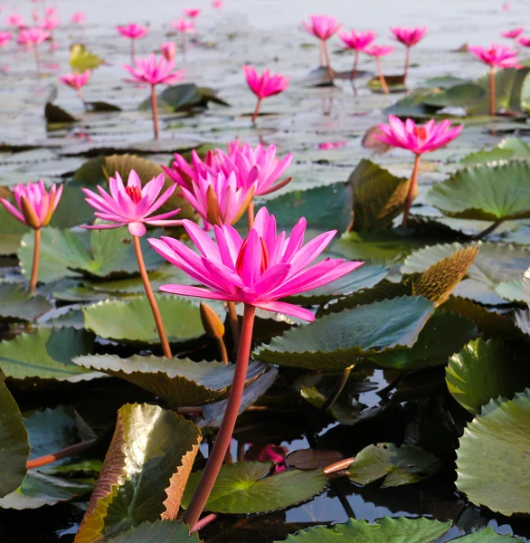 The Lake of water lily, Udonthani, Thailand — Stock Photo, Image