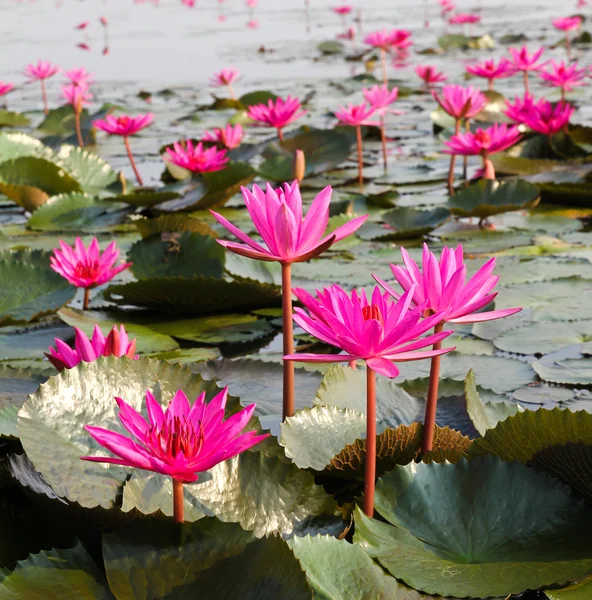 The Lake of water lily, Udonthani, Thailand — Stock Photo, Image