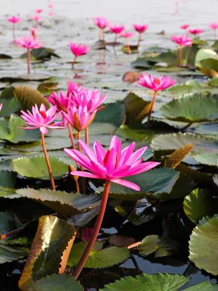 Jeziora nenufar, udonthani, Tajlandia — Zdjęcie stockowe