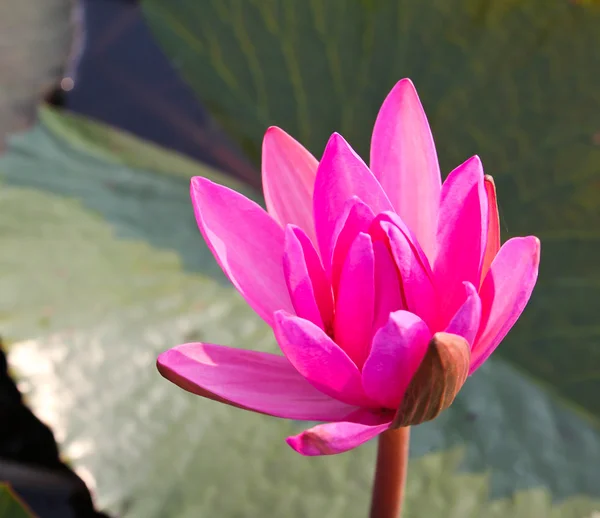 Pink lotus in lake — Stock Photo, Image