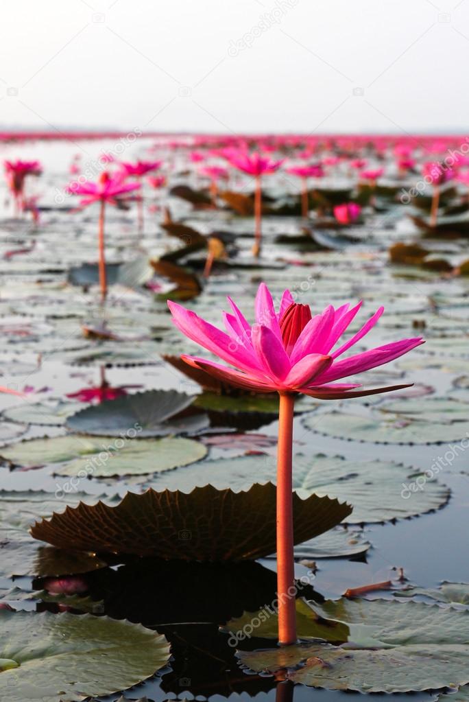 The Lake of water lily, Udonthani, Thailand