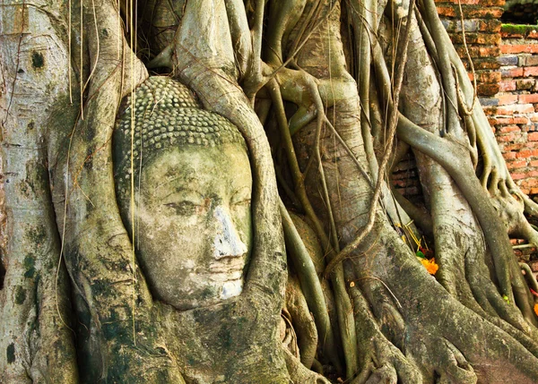 Голова Будды внутри дерева в Таиланде — стоковое фото