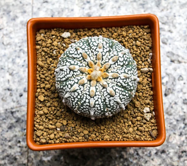 Cactus in een pot bovenaanzicht — Stockfoto