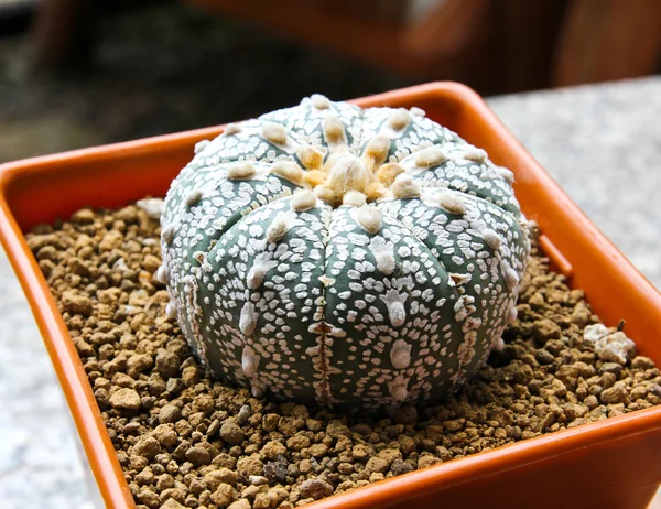 Cactus in een pot. — Stockfoto