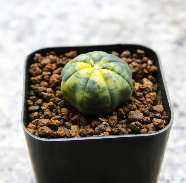 Kleine cactus in een pot. — Stockfoto