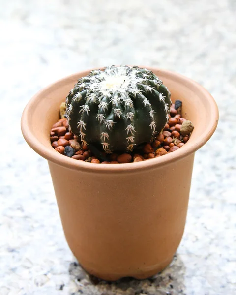 Kleine cactus in een pot. — Stockfoto