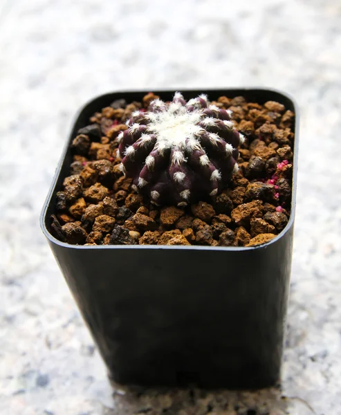 Kleine cactus in een pot. — Stockfoto