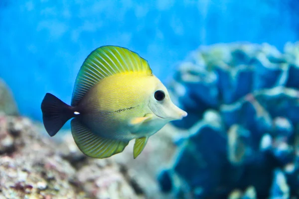 Een foto van tropische vissen in een aquarium. — Stockfoto