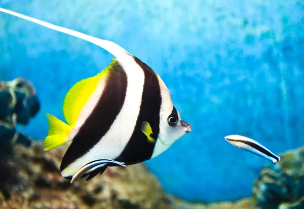 A photo of tropical fish in an aquarium. — Stock Photo, Image