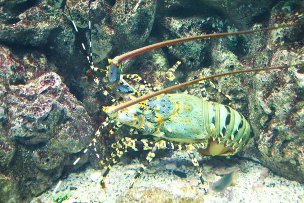Lobster in an aquarium. — Stock Photo, Image