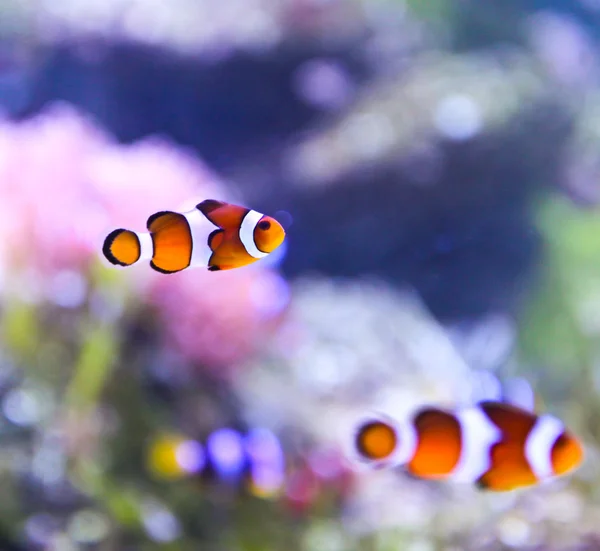 The Marine Fish - Ocellaris clownfish — Stock Photo, Image