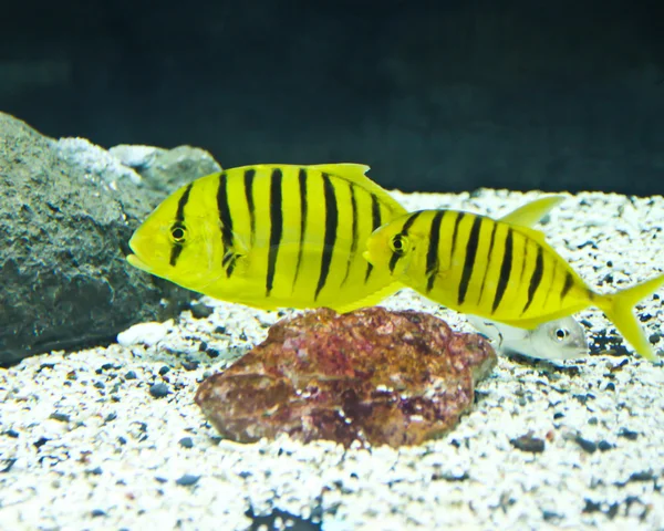 A photo of tropical fish in an aquarium. — Stock Photo, Image