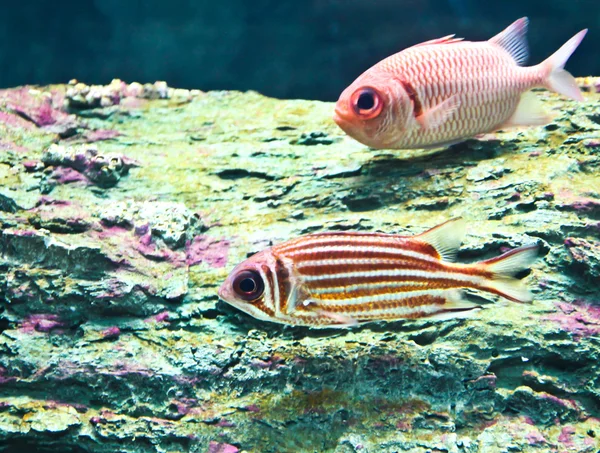 Een foto van tropische vissen in een aquarium. — Stockfoto