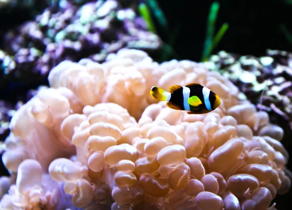 Mercan resif ve akvaryum, tropikal balık. — Stok fotoğraf