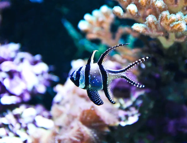 Banggai Cardinalfish in a aquarium (Pterapogon kauderni) — Stock Photo, Image