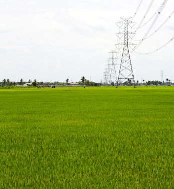 Çeltik pirinç tarlaları.