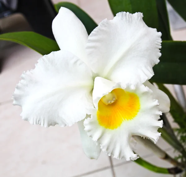 Orquídea branca de Cattleya — Fotografia de Stock