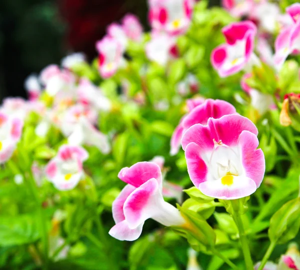 Torenia flower — Stock Photo, Image