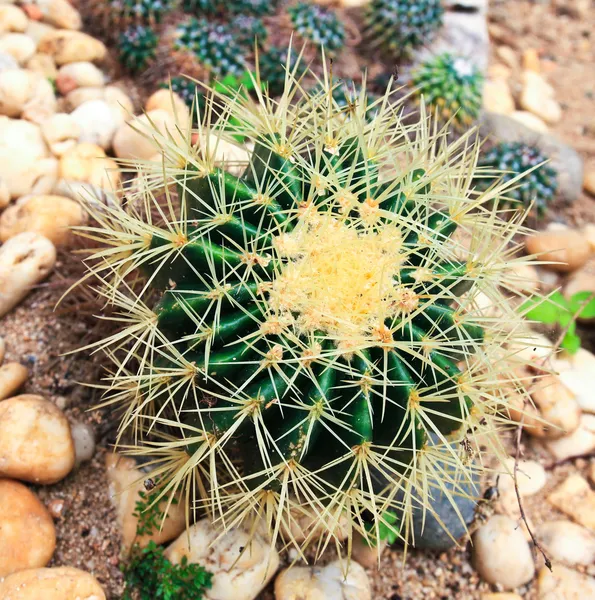 Cactus in de tuin — Stockfoto