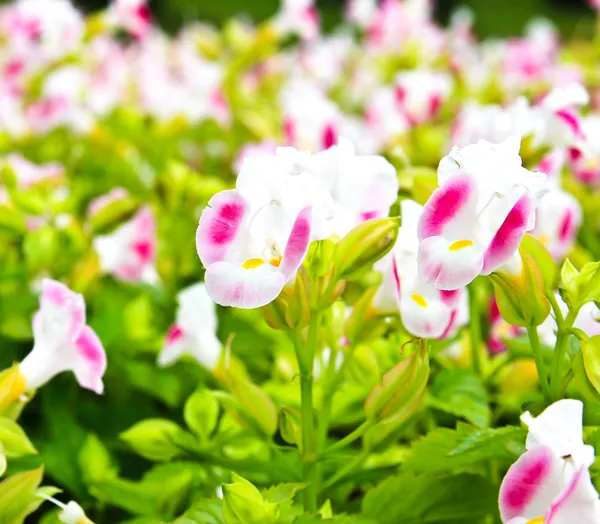 Цветок Торении — стоковое фото