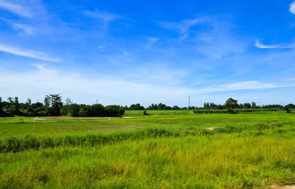 Поле риса и голубое небо в Таиланде . — стоковое фото