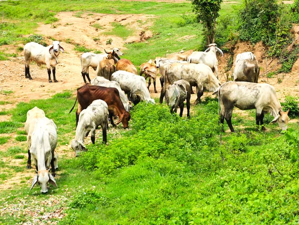 Vacas comiendo la hierba en el campo en Tailandia —  Fotos de Stock