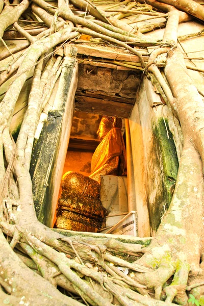 Root of the tree absorbing the ruins,Temple in thailand — Stock Photo, Image