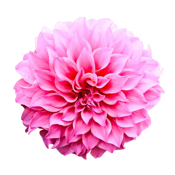 Dahlia flower isolated on white background. — Stock Photo, Image