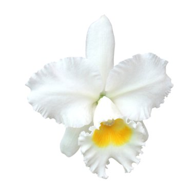 Beyaz cattleya orkide beyaz zemin üzerine izole.