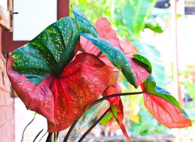 caladium yaprak