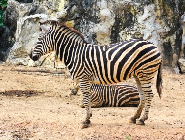 Zebra