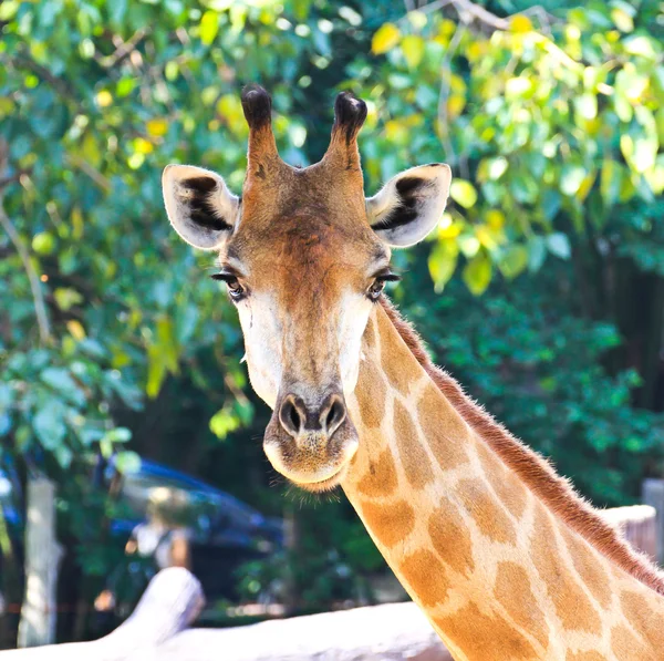 Ritratto ravvicinato della giraffa — Foto Stock