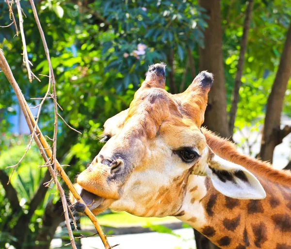 Girafa comendo galhos — Fotografia de Stock