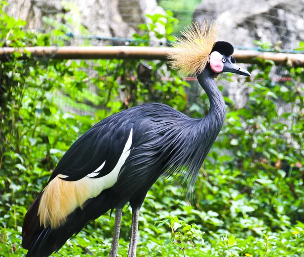 Black Crowned Crane or Kaffir Crane Bird — Stock Photo, Image